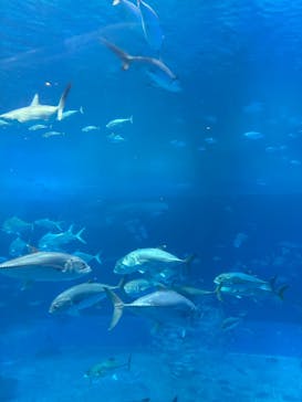 沖縄美ら海水族館に投稿された画像（2026/1/6）