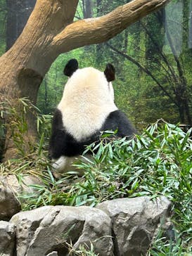 恩賜上野動物園に投稿された画像（2026/1/6）