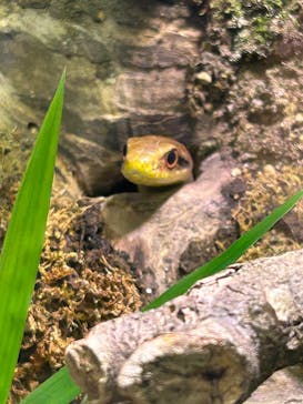 恩賜上野動物園に投稿された画像（2026/1/6）