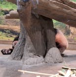 恩賜上野動物園に投稿された画像（2026/1/6）