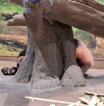 恩賜上野動物園に投稿された画像（2026/1/6）