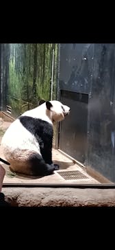 恩賜上野動物園に投稿された画像（2026/1/6）