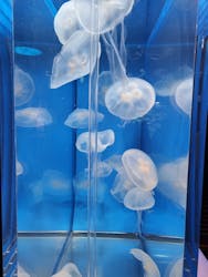 しながわ水族館に投稿された画像（2026/1/6）