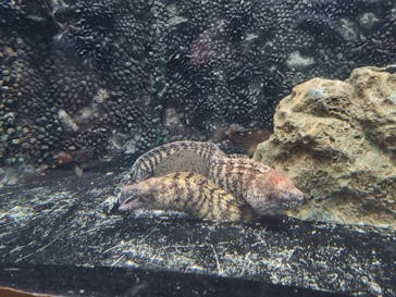 しながわ水族館に投稿された画像（2026/1/6）