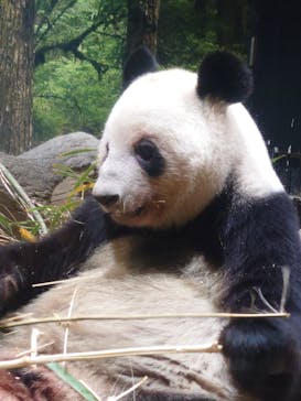 恩賜上野動物園に投稿された画像（2026/1/6）