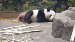 恩賜上野動物園に投稿された画像（2026/1/6）