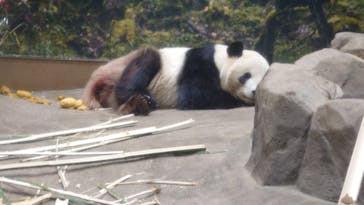 恩賜上野動物園に投稿された画像（2026/1/6）
