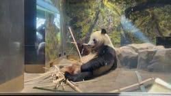 恩賜上野動物園に投稿された画像（2026/1/6）