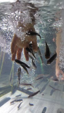 サケのふるさと 千歳水族館に投稿された画像（2026/1/6）