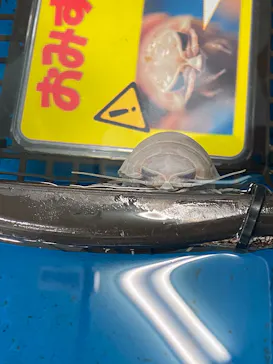 竹島水族館に投稿された画像（2026/1/6）