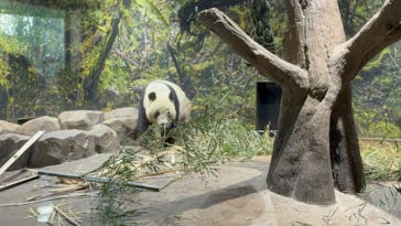 恩賜上野動物園に投稿された画像（2026/1/7）