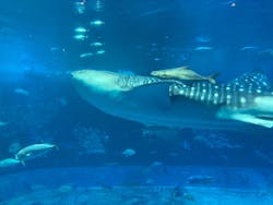 沖縄美ら海水族館に投稿された画像（2026/1/7）