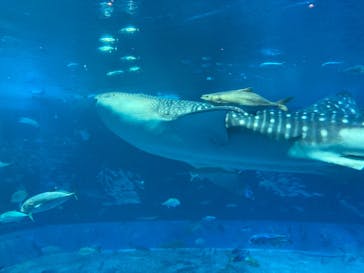 沖縄美ら海水族館に投稿された画像（2026/1/7）