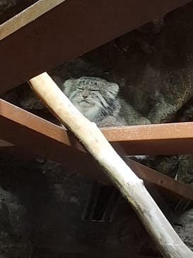 恩賜上野動物園に投稿された画像（2026/1/7）