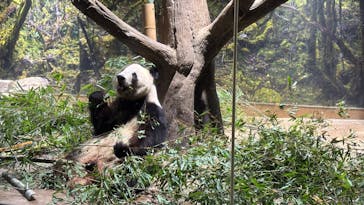 恩賜上野動物園に投稿された画像（2026/1/7）