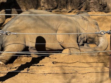 恩賜上野動物園に投稿された画像（2026/1/7）