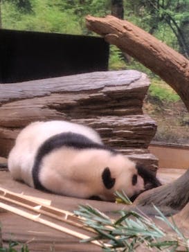 恩賜上野動物園に投稿された画像（2026/1/7）