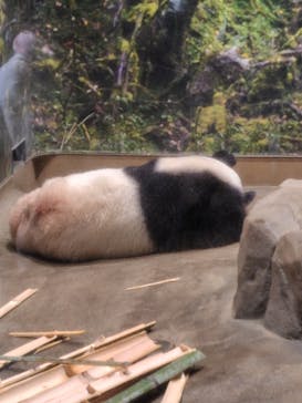 恩賜上野動物園に投稿された画像（2026/1/7）