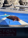 大分マリーンパレス水族館 「うみたまご」に投稿された画像（2026/1/7）