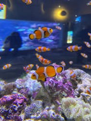 大分マリーンパレス水族館 「うみたまご」に投稿された画像（2026/1/7）