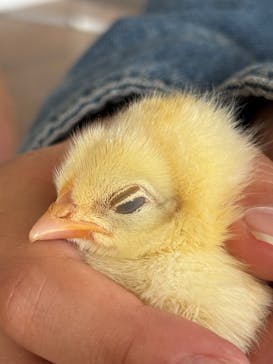 Moff animal cafe 小田原ダイナシティ店に投稿された画像（2026/1/7）