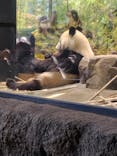 恩賜上野動物園に投稿された画像（2026/1/7）