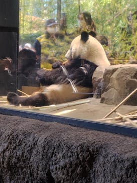 恩賜上野動物園に投稿された画像（2026/1/7）