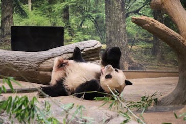 恩賜上野動物園に投稿された画像（2026/1/7）
