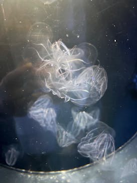 しながわ水族館に投稿された画像（2026/1/7）