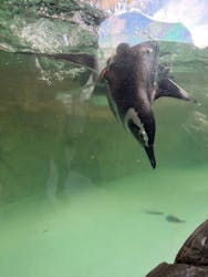 しながわ水族館に投稿された画像（2026/1/7）