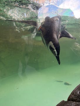 しながわ水族館に投稿された画像（2026/1/7）