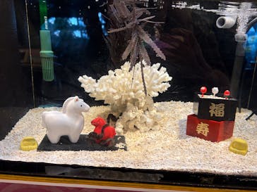 しながわ水族館に投稿された画像（2026/1/7）