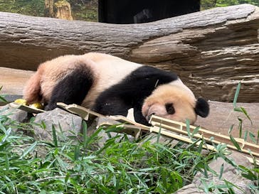 恩賜上野動物園に投稿された画像（2026/1/7）