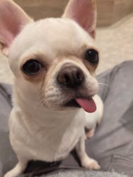 いぬカフェRio 富士見店に投稿された画像（2026/1/7）