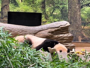 恩賜上野動物園に投稿された画像（2026/1/7）