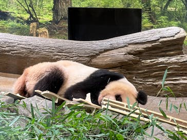 恩賜上野動物園に投稿された画像（2026/1/7）