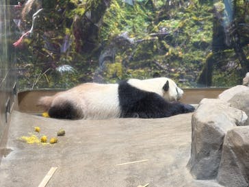 恩賜上野動物園に投稿された画像（2026/1/7）
