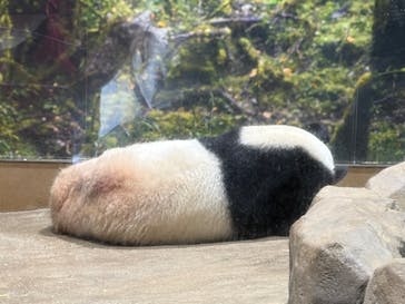 恩賜上野動物園に投稿された画像（2026/1/7）