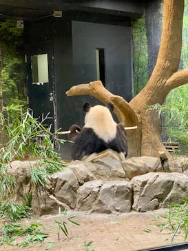恩賜上野動物園に投稿された画像（2026/1/7）