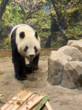 恩賜上野動物園に投稿された画像（2026/1/7）