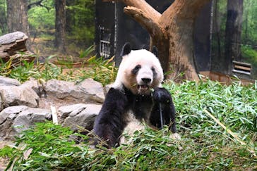 恩賜上野動物園に投稿された画像（2026/1/7）