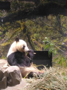 恩賜上野動物園に投稿された画像（2026/1/7）