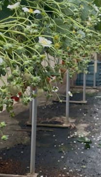 果実の里 原田農園に投稿された画像（2026/1/7）