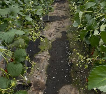 果実の里 原田農園に投稿された画像（2026/1/7）