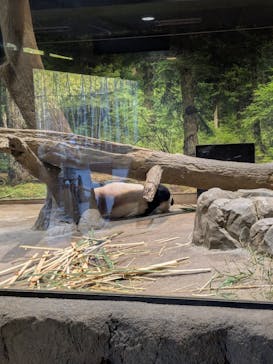 恩賜上野動物園に投稿された画像（2026/1/7）