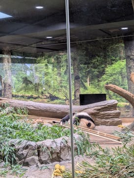 恩賜上野動物園に投稿された画像（2026/1/7）