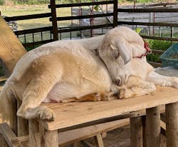 ネオパークオキナワに投稿された画像（2026/1/7）