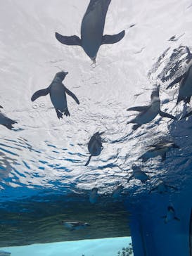 サンシャイン水族館に投稿された画像（2026/1/7）