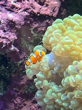 サンシャイン水族館に投稿された画像（2026/1/7）