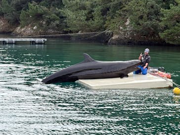 太地町立くじらの博物館に投稿された画像（2026/1/7）